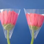 Gerbera Cups – The packaging solution to protect the gerbera flower!